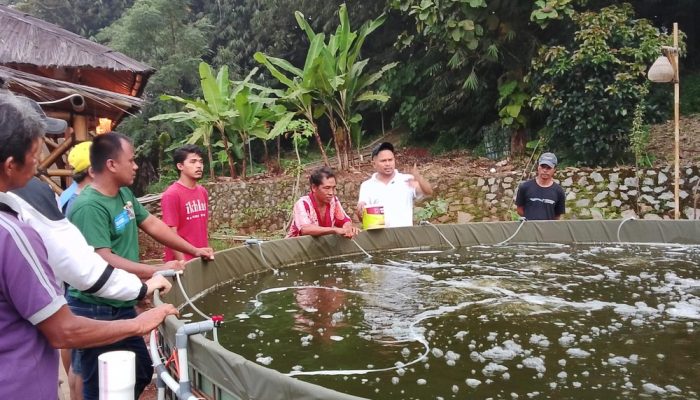 Abang Ijo Kenalkan Langsung Kolam Bioflok dalam Dunia Usaha Perikanan
