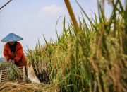 Revisi Undang-undang Pangan, Beri Nilai Tambah Bagi Produk Pertanian Nasional?
