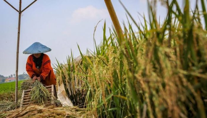 Revisi Undang-undang Pangan, Beri Nilai Tambah Bagi Produk Pertanian Nasional?