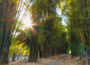 Hari Bambu Sedunia 18 September: Mengapa Tanaman Ini Begitu Penting?