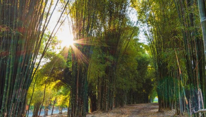 Hari Bambu Sedunia 18 September: Mengapa Tanaman Ini Begitu Penting?